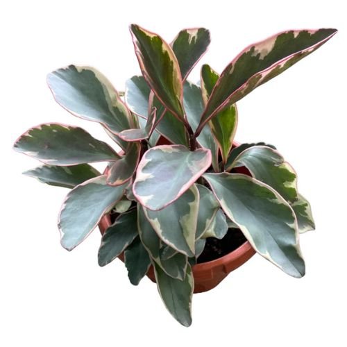Peperomia Clusifolia Tricolour Plant