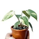 Philodendron Nangaritense – Fuzzy Petiole | Rare Indoor Tropical Beauty