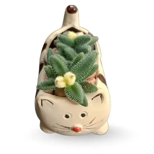 Pickle Plant in Ceramic Cat Planter – Cute, Tiny & Charming Gift Set