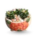 Sandrose or Sunrise Succulent in Decorative Pot – Elegant Gift Set