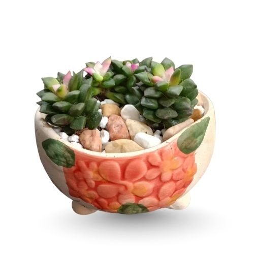 Sandrose or Sunrise Succulent in Decorative Pot – Elegant Gift Set
