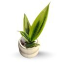 Sansevieria (Snake Plant) Golden Flame With Ceramic Pot Gift Set