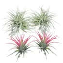 Air Plant Combo