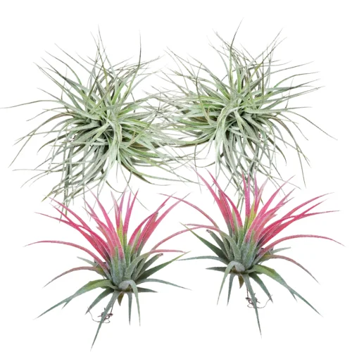 Air Plant Combo - 2pcs Tillandsia ‘Ionantha’ & 2pcs Secunda ‘Silver’