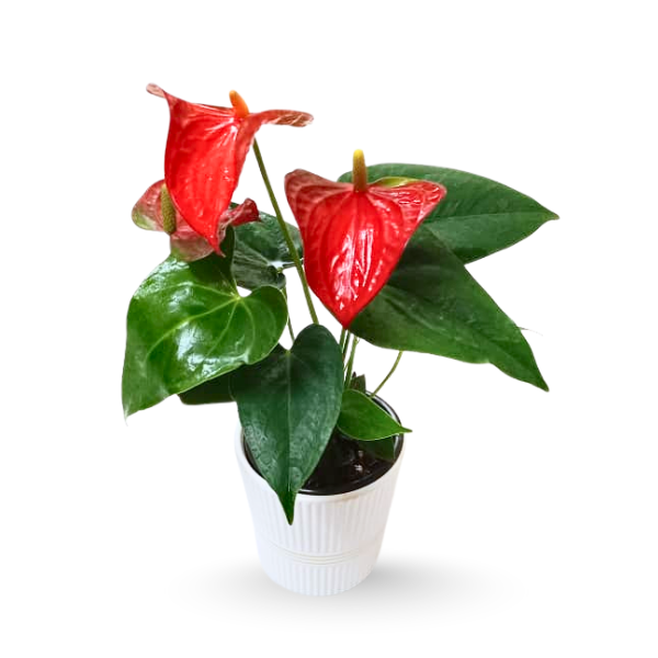Anthurium Red in White Ceramic Planter