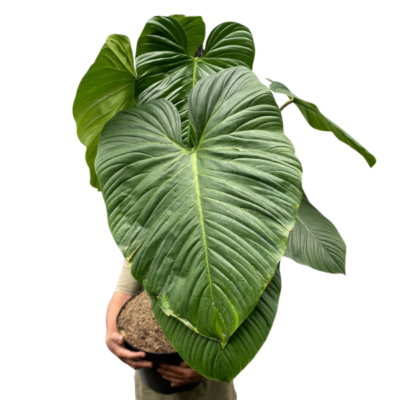 Philodendron Nangaritense  | Rare Indoor Tropical Beauty