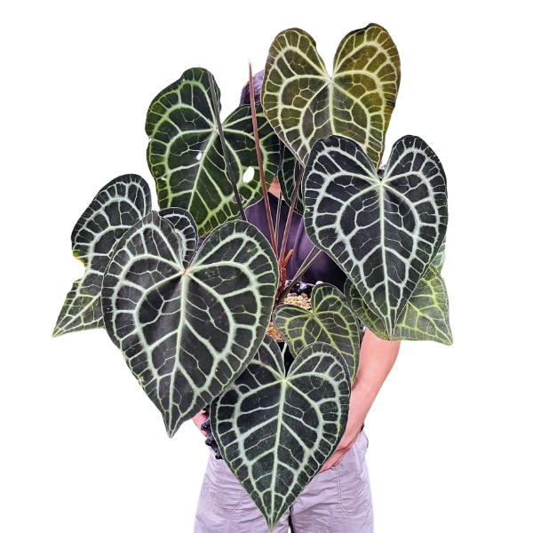 Anthurium clarinervium – Rare