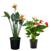 Flowering Netpot Sapling Combo – Bird of Paradise & Dwarf Anthurium (set of 2 saplings)