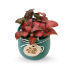 Fittonia Red in Ceramic Planter – ‘Home Sweet Home’ Gift Plant