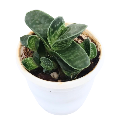 Gasteria ‘Little Warty’ – Rare Succulent for Indoor Décor & Gifting