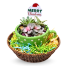 Christmas Succulent Gift Planter – Festive Ceramic Planter