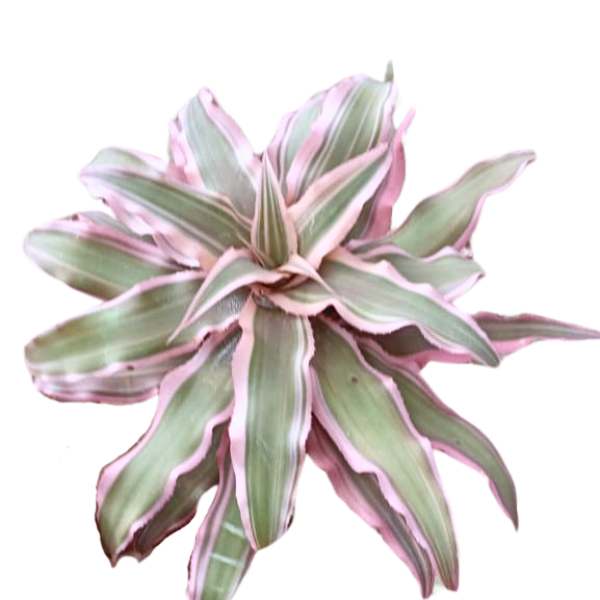 Cryptanthus Bivittatus Pink Color Plant (Big size potted) - Image 2