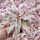 Cryptanthus Bivittatus Pink Color Plant (Big size potted)