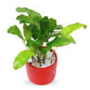 Calathea ‘Network’ in Red Ceramic Planter