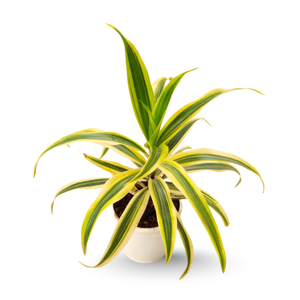 Verigated Song of India Plant (Dracaena reflexa) – Air-Purifying Indoor Plant - Image 2