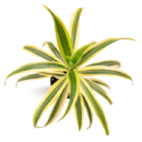 Verigated Song of India Plant (Dracaena reflexa) – Air-Purifying Indoor Plant