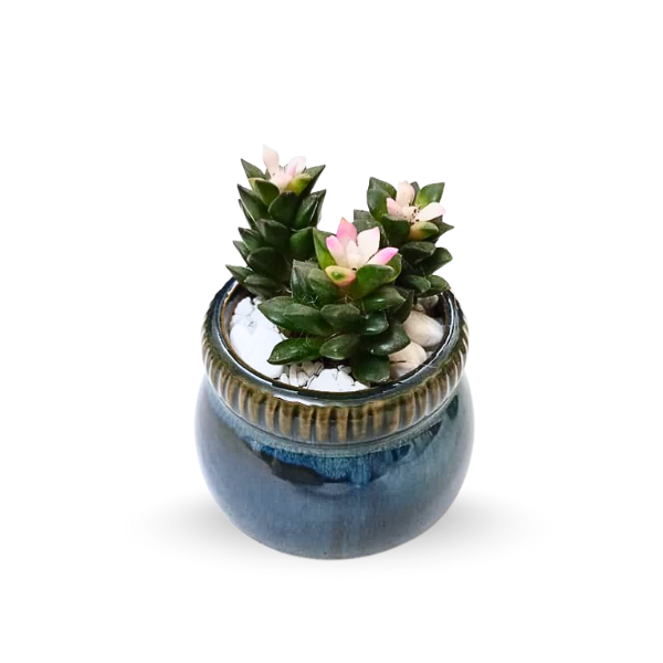 Mini Succulent in Blue Ceramic Planter – Elegant Home & Office Gift