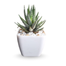 Zebra Haworthia (Haworthiopsis attenuata) in White Square gifting Pot