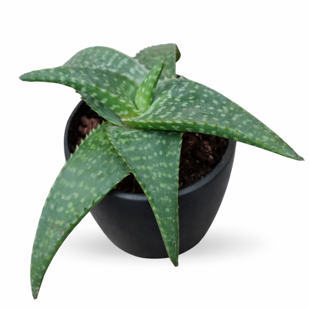 Aloe Rauhii Reynolds Succulent Plant - Image 2