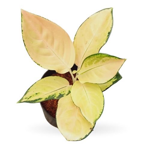 Aglaonema ‘Yellow Majestic’ – Rare Golden Variegated Plant