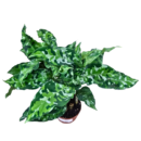 Aglaonema Pictum