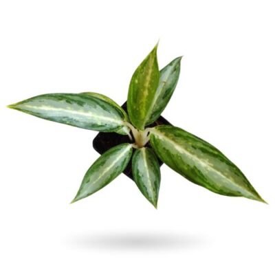 Aglaonema White Rain - Rare White Variegated Plant