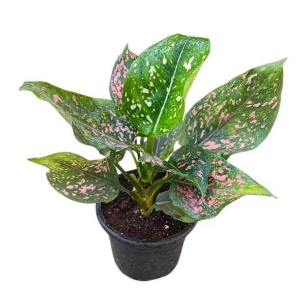 Aglaonema ‘Pink Beauty’ – Colorful Pink-Speckled Plant