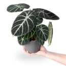 Alocasia Black Velvet (Alocasia reginula)