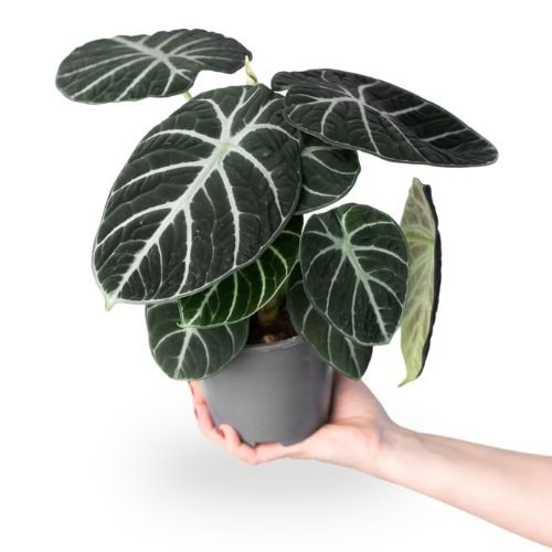 Alocasia Black Velvet (Alocasia reginula)