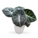 Alocasia Black Velvet (Alocasia reginula)