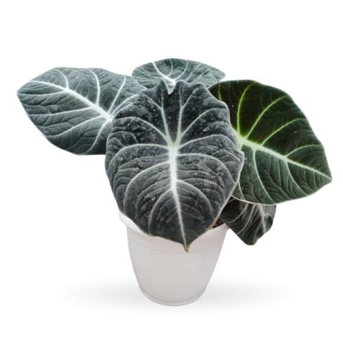 Alocasia Black Velvet (Alocasia reginula)