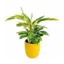 Alpinia Zerumbet Variegata – Shell Ginger
