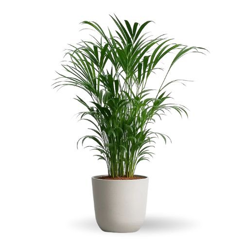 Areca Palm Plant (Dypsis lutescens) – Air Purifying Indoor Palm