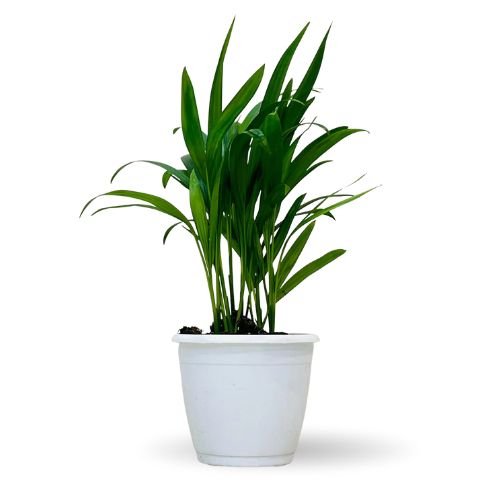 Areca Palm Plant (Dypsis lutescens) – Air Purifying Indoor Palm - Image 2