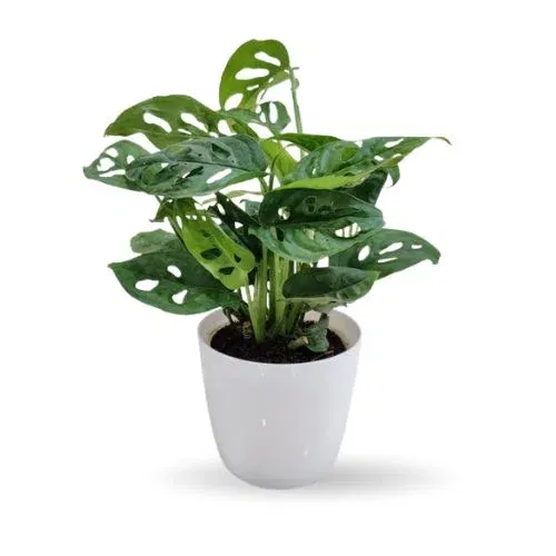 Monstera Broken Heart Plant
