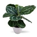 Calathea Green Lipstick Plant – Decorative Prayer Plant