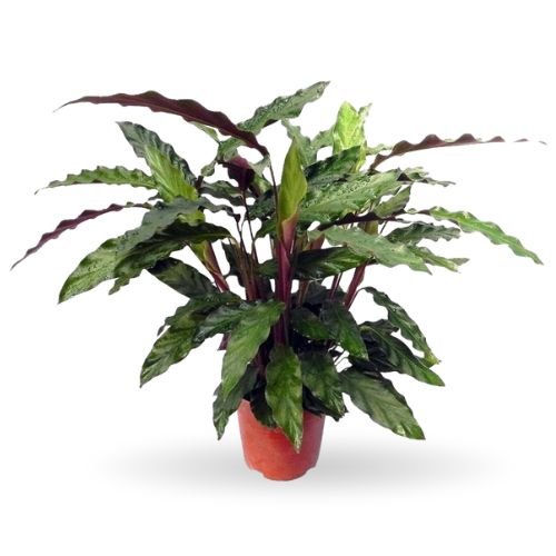 Calathea Rufibarba (Velvet Calathea) - Image 2