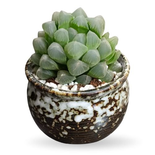 Haworthia Cooperi Plant in Decorative Ceramic Pot