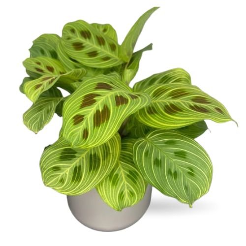 Maranta Leuconeura ‘Gold Lines’ (Prayer Plant)