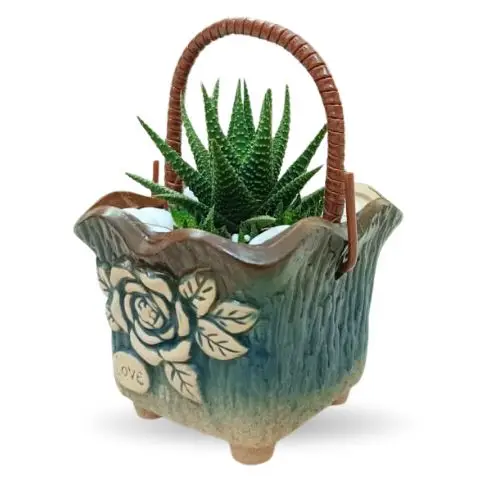 Haworthia Plant in Decorative Basket Pot – Perfect Gift - Image 2