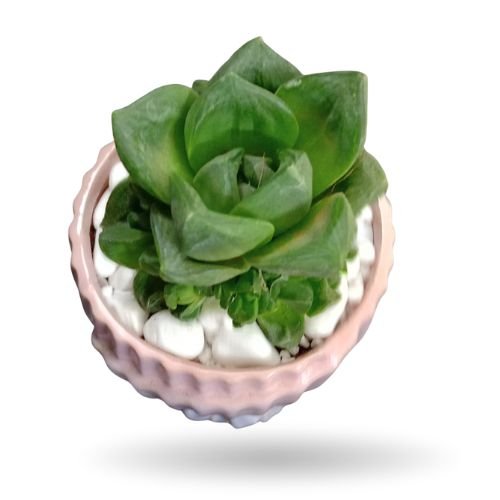 Haworthia Cymbiformis Plant in Ceramic Pot - Image 2