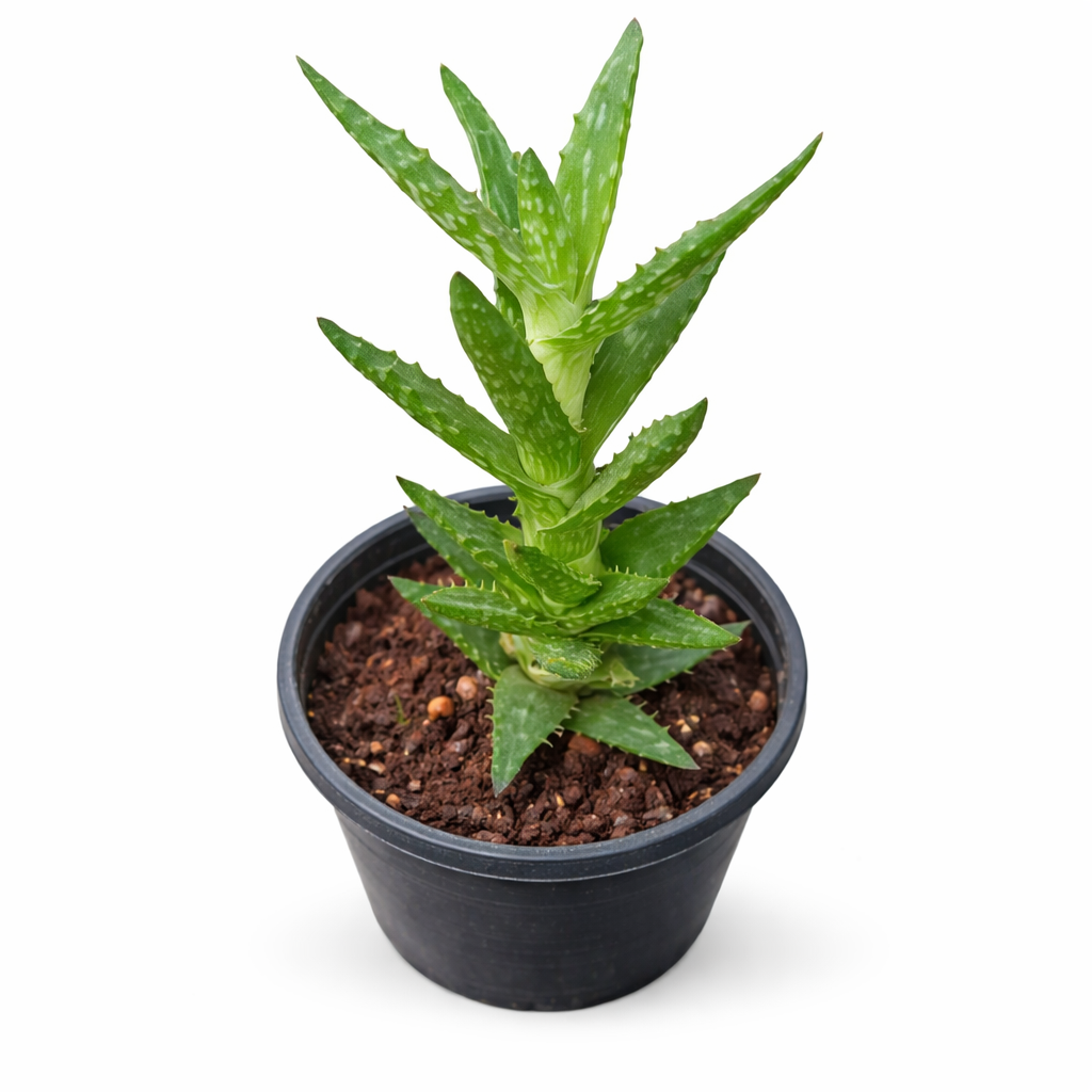 Aloe Juvenna Succulent- Tiger Tooth Aloe - Image 2