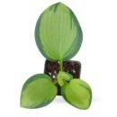 Hosta ‘Great Expectations’ – Rare Variegated Plant