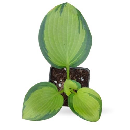 Hosta ‘Great Expectations’ – Rare Variegated Plant