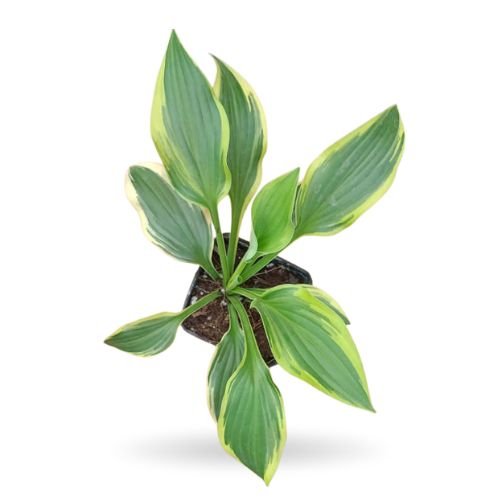 Hosta ‘Minuteman’ Plant