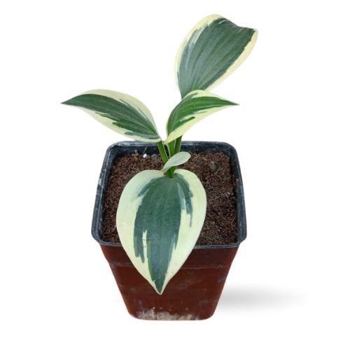 Hosta ‘White Brim’ - Image 2