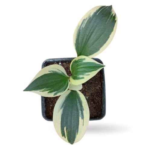 Hosta ‘White Brim’