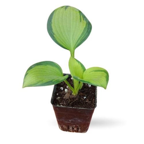 Hosta ‘Great Expectations’ – Rare Variegated Plant - Image 2