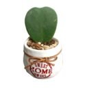 A living gift that grows with love- Hoya Heart Plant with Ceramic Pot
