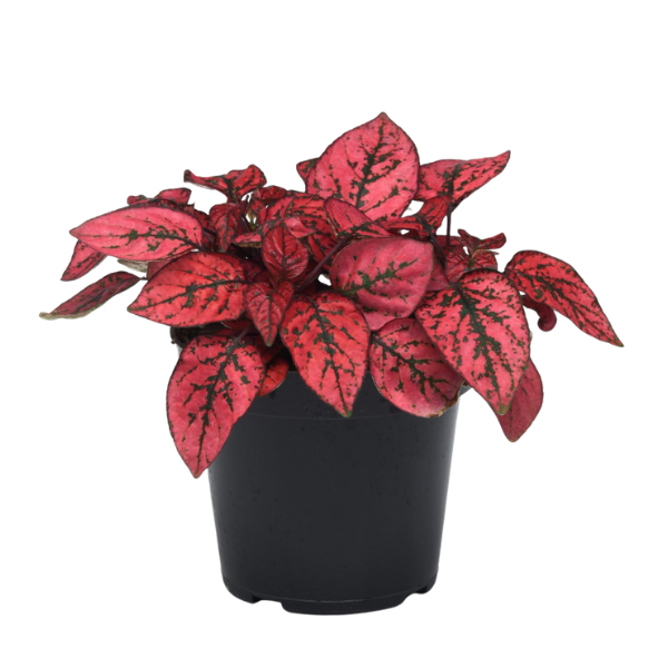 Hypoestes phyllostachya (Red) – Colorful Polka Dot Plant